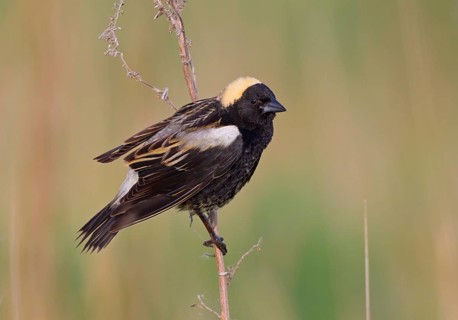 USA, North Dakota, May