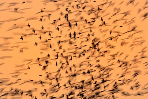 Brambling (Fringilla montifringilla) invasion, Hesse, Germany
