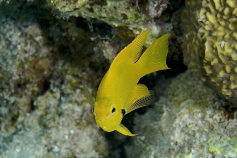 Lemon yellow demoiselle (Pomacentrus sulphureus)
