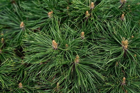 A detailed close-up of vibrant green pine tree branches with tightly packed needles and emerging