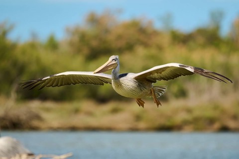 Great white pelican (Pelecanus onocrotalus) flying, France