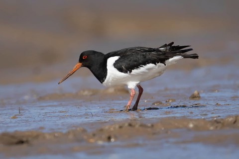 Eurasian oystercatcher (Haematopus ostralegus) adult wading bird on a mudflat, England, United