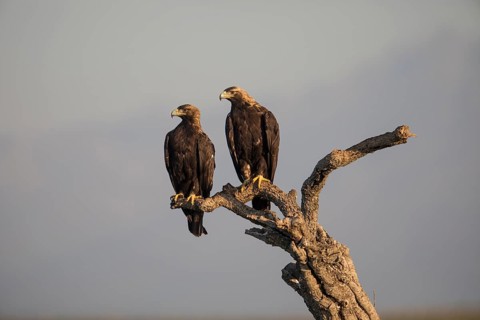 Iberian Eagle (Aquila adalberti), Spanish imperial eagle, Extremadura, Castilla La Mancha, Spain