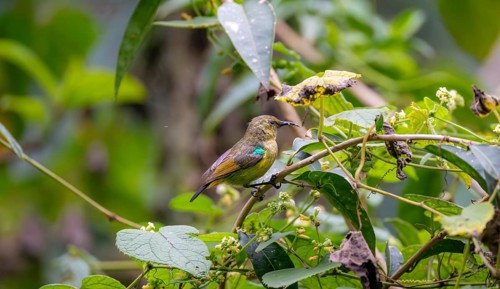 Olive-bellied Sunbird (Cinnyris chloropygius) sitting on a branch, Mgahinga Gorilla National Park,