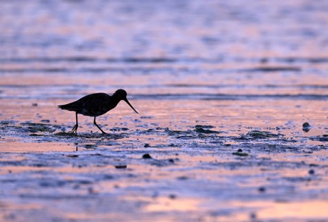 Pod-tailed woodcock (Limosa lapponica) in backlight on the beach, Texel, North Holland, the