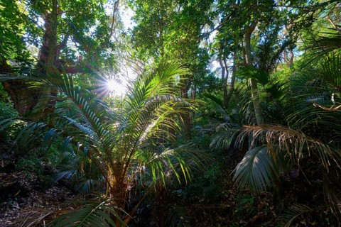 Lush coastal forest with palm trees and sun rays penetrating through dense vegetation and large