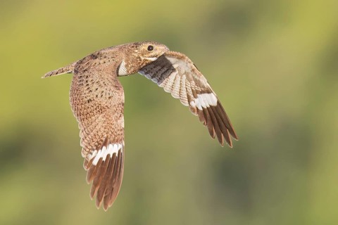 Nacunda Nighthawk (Podager nacunda) flying in the Pantanal of Brazil