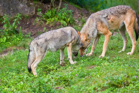 An adult grey she-wolf (Canis lupus lupus) and one of her pups are standing in a meadow at the edge