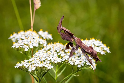 A close-up photograph of a brown praying mantis on white flowers against a green background, a