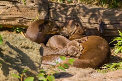 A female giant otter or giant river otter (Pteronura brasiliensis) nurses her young and plays with