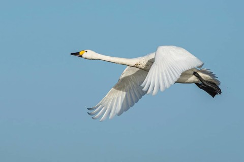 Tundra Swan, Bewick's Swan, Cygnus columbianus in flight at winter in Slimbridge, England, United