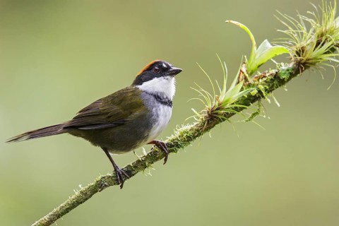 Chestnut-capped Brush-Finch (Arremon brunneinucha) perched on a branch in Costa Rica