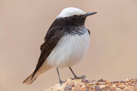 Black wheatear, (Oenanthe monacha), animals, birds, perching, passerines, Israel