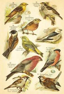 Yellowhammer (Emberiza citrinella), grey bunting (Emberiza calandra) or garden bunting or ortolan