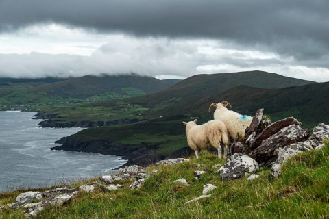 Two sheep standing on a rock overlooking a green coastal landscape under a cloudy sky, Bolus