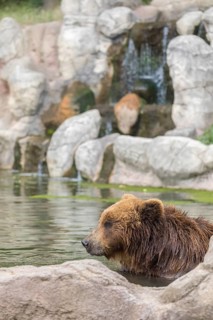 One Kamchatka brown bear (Ursus arctos piscator), bathing in a pond with a small cascade in the