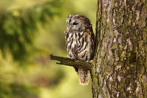 Tawny owl hidden in the forest. Brown owl sitting on tree stump in the dark forest habitat with