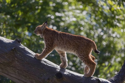 One Eurasian lynx, (Lynx lynx), walking over fallen dead tree with a distant forest in the