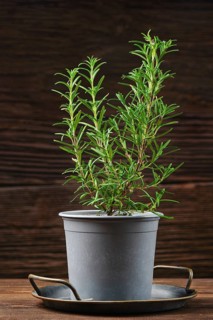 A vibrant rosemary plant with lush green stems rises from a simple gray pot positioned on a wooden