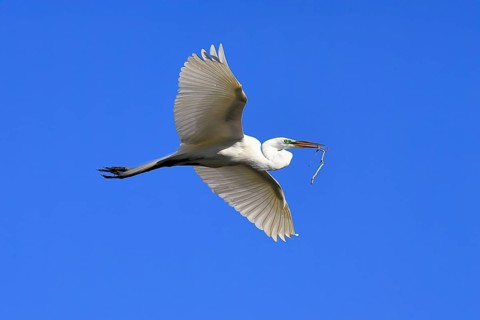 Great Egret (Ardea alba), adult, flying, with nesting material, St. Augustine, Florida, USA, North