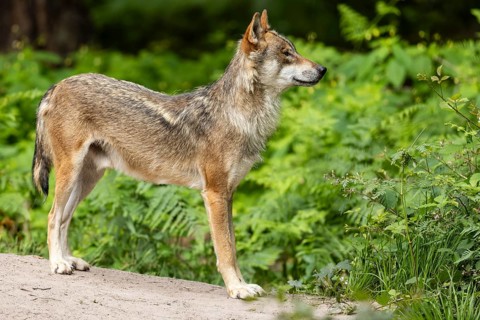 An adult wolf stands at attention in the forest surrounded by lush green plants, European grey gray