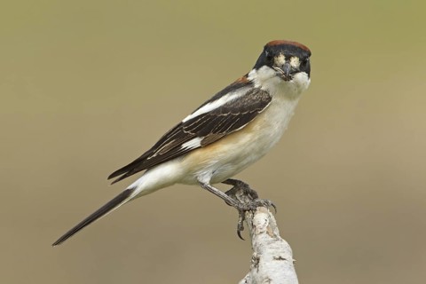 Woodchat Shrike (Lanius senator), Adyaman, Turkey