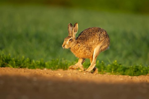 European brown hare (Lepus europaeus) adult animal running across a farmland field, England, United