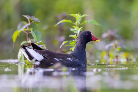 Common Moorhen (Gallinula chloropus), North Rhine-Westphalia, Germany