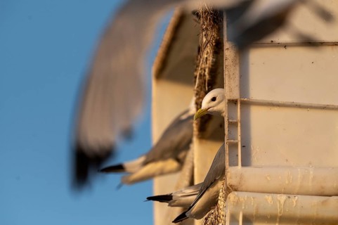 Kittiwakes (Rissa tridyctyla) nesting in an artificial nesting cliff made of old fish boxes in