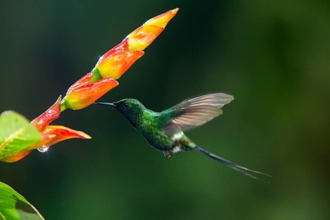 Green Thorntail (Discosura conversii) male flying and feeding on flower nectar, Pichincha, Ecuador