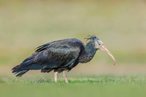 Waldrapp, Geronticus eremita Northern Bald Ibis, Geronticus eremita