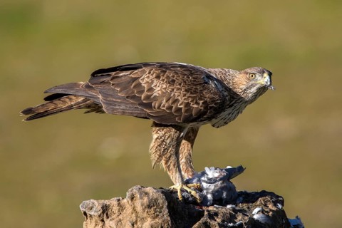 Bonelli's Eagle (Aquila fasciata) female, Andalusia, Spain