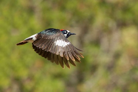 Acorn Woodpecker Melanerpes formicivorus Santa Rita Mountains, Santa Cruz County, Arizona, United