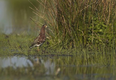 Ruff (Calidris pugnax) male, Schleswig-Holstein, Germany