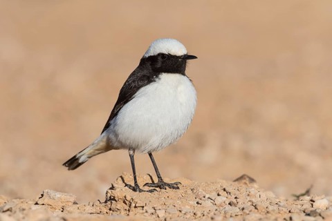 Mourning Wheatear (Oenanthe lugens) male, Eilat, Israel