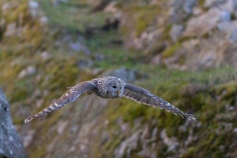 One tawny owl or brown owl (Strix aluco) flying over a rocky ground