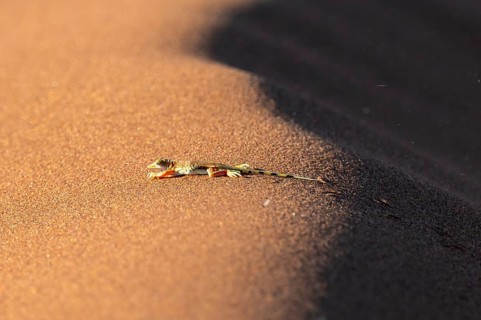 Shovel-nosed lizard (Meroles anchietae) in the sand, Namib, Namib Desert, Namib-Naukluft National