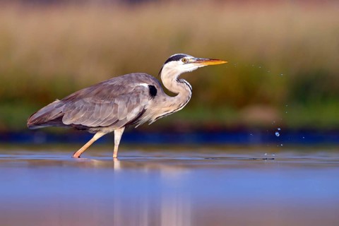 Great Egret, Heron, foraging, (Ardea cinerea) Salalah, Raysut, Dhofar, Oman