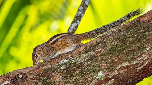 A chipmunk moves carefully on a tree trunk in the wild, Northern Palm Squirrel near Sigiriya in Sri