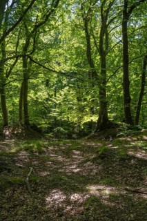 Green beech forest, Ore Mountains, Czech Republic, May 2024