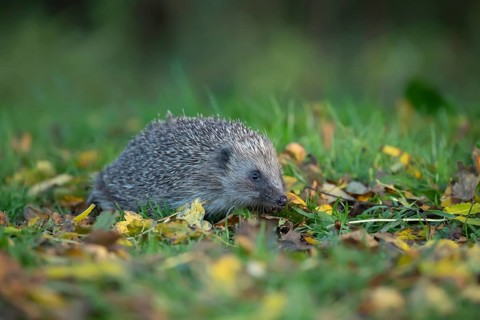 European hedgehog (Erinaceus europaeus) adult animal walking amongst fallen autumn leaves on a