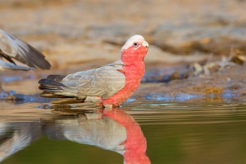 Galah (Eolophus roseicapilla kuhli) drinking at a waterhole, Queensland, Australia