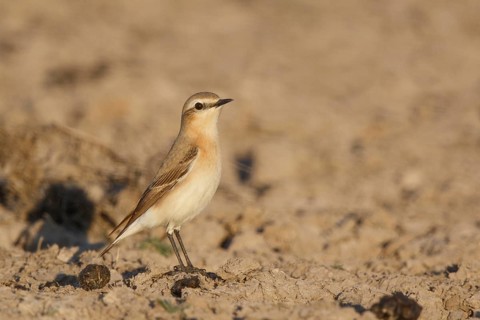 Isabelline Wheatear (Oenanthe isabellina), Greece
