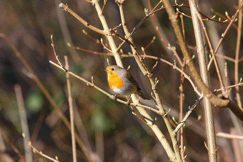 Robin (Erithacus rubecula) sitting on a branch, North Rhine-Westphalia, Germany