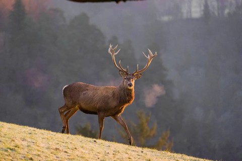 A red deer stag (Cervus elaphus) stands on a frozen meadow on hilly ground in the first light of