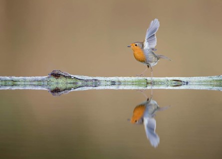 European Robin (Erithacus rubecula), Amsterdam, Netherlands