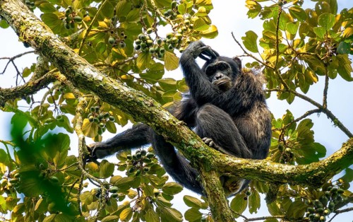 Chimpanzee (Pan Troglodytes), adult male in a tree, pensive look, Murchison Falls National Park,