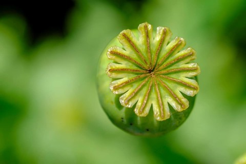 Capsule of opium poppy, Papaver somniferum, prelate's garden. Benedictine Abbey Schäftlarn, Isar