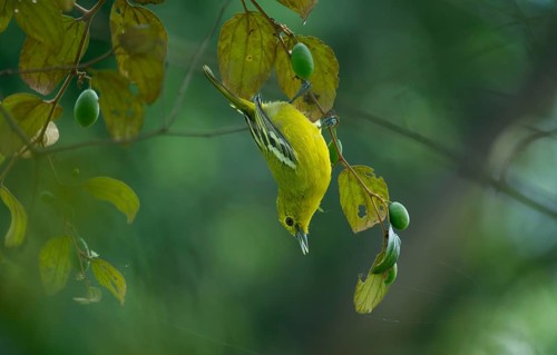 Common Iora (Aegithina tiphia) hanging from a tree branch, Gazipur, Bangladesh
