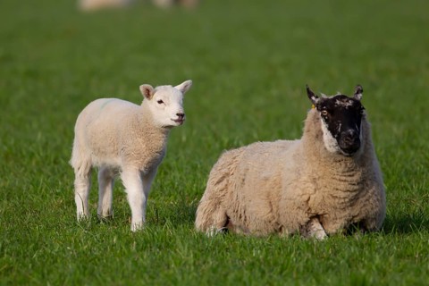 Domestic sheep (Ovis aries) adult mother ewe and juvenile baby lamb farm animals in a grass field